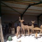Willow Deer Sculptures