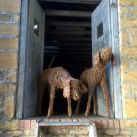 Willow Hound Sculptures