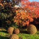 Willow Ball Sculptures